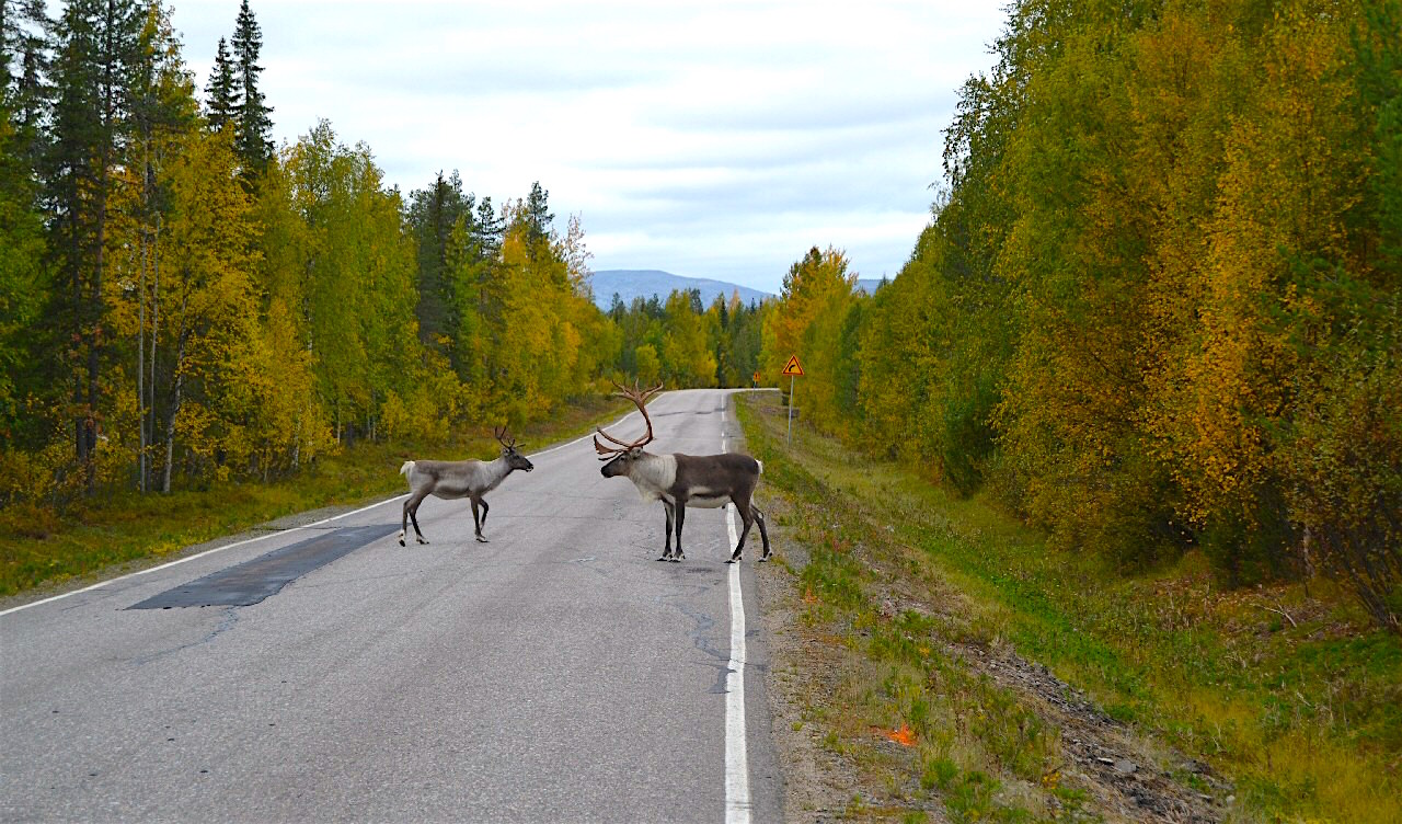 Lapland, Finland. Raindeers on the road are a common encounter. #travel #Lapland www.road-ventures.com